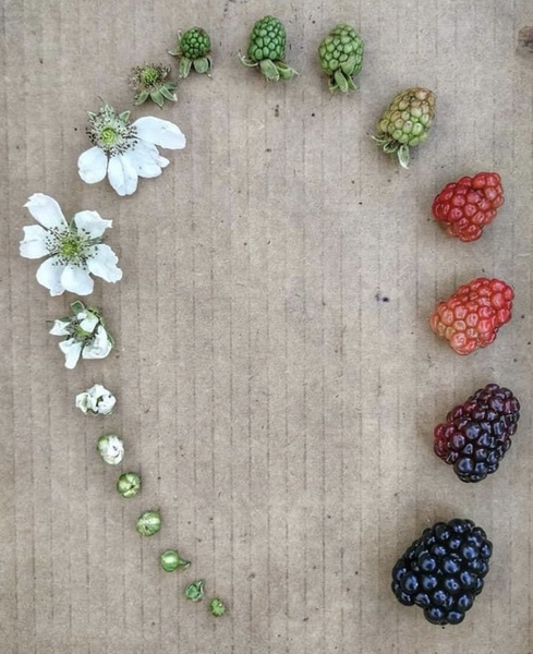 От цветка до кофе в твоей чашке. И другие стадии жизни растений, ягод и животных в одном фото (18 примеров)