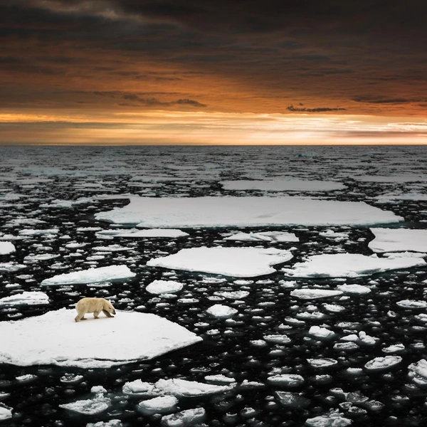 Финалист в номинации «Млекопитающие» | Источник: Marco Gaiotti / Nature Photographer of the Year 2016