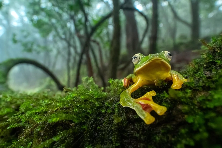 «Глаз леса» | Источник: Абхилаш Кар (Индия)