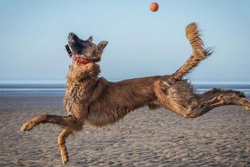 15+ лучших фотографий смешных собак, которые поднимут ваш уровень счастья на 10%