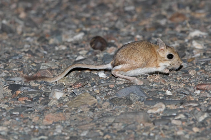 Мохноногий тушканчик (Dipus sagitta) | Источник: James Eaton, via iNaturalist.org