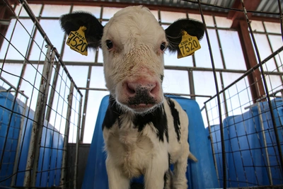 Уфимцы не верят в коров из-за обилия молока