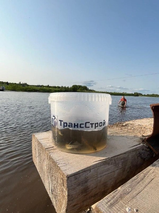 5 июня компания «ТрансСтрой» выпустила в реку Онегу порядка тысячи особей лосося | Источник: Юлия Резвая