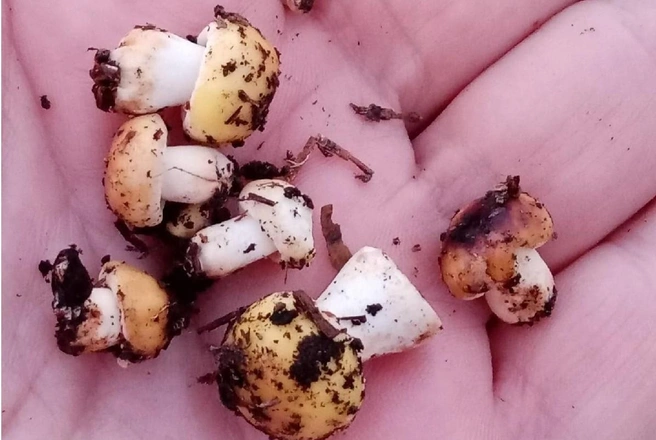 Даже сейчас в лесах можно найти грибочки и покрупнее | Источник: Людмила Буздалова / «Уральский ЯжеГрибник» / Vk.com