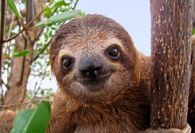 Самые милые животные фото