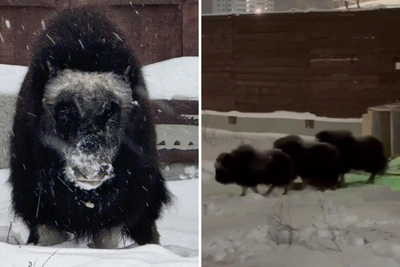 В Пермский зоопарк привезли трех овцебыков с Ямала