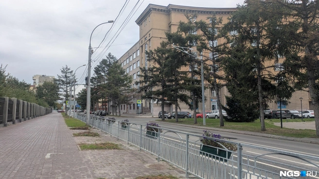 На месте спиленных деревьев высадят новые | Источник: Лиза Пичугина / NGS.RU