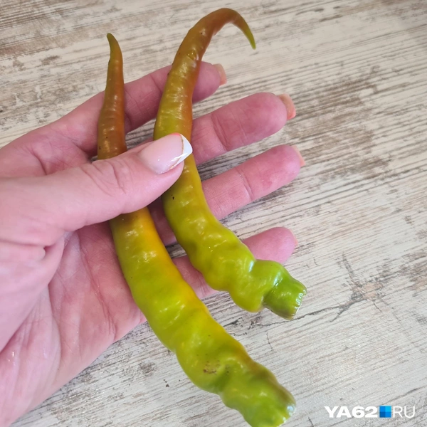 Острый перец тоже можно добавить | Источник: Светлана Коновалова / YA62.RU