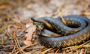 Боятся больше, чем высоты и публичных выступлений. Чем же так страшат змеи?