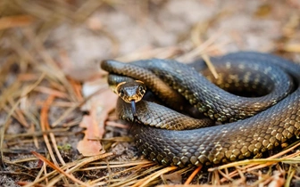 Боятся больше, чем высоты и публичных выступлений. Чем же так страшат змеи?