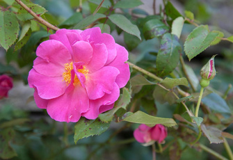 Как посадить розу осенью: правила и тонкости от экспертов