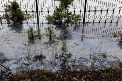 Мертвая рыба и черная вода в парке Гагарина: репортаж