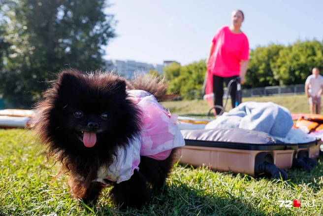 2 августа в Тюмени прошел первый массовый костюмированный заплыв на сапбордах. Организаторы&nbsp;— 72.RU | Источник: Ирина Шарова / 72.RU