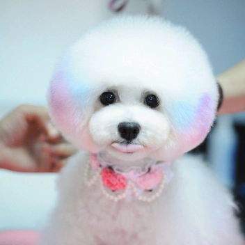 И кто теперь главная примадонна страны?  | Источник: читатель НГС 