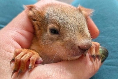 Спасенный после вырубки бельчонок Луи здоров