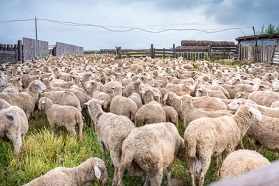 Бизнесмен получил 4,3 млн субсидии без овец в Ставрополье