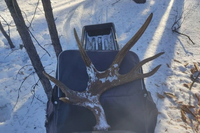 В Бузулукском бору найдены оттаявшие лосиные рога