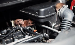 Почему крысы на самом деле грызут проводку автомобиля и как это можно предотвратить