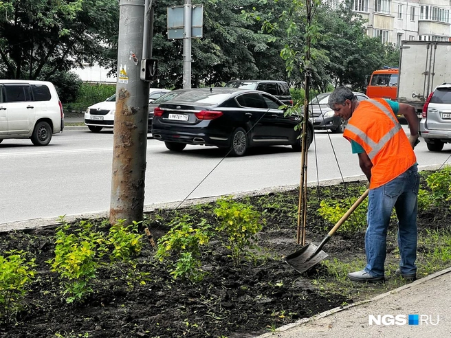 Озеленение проводят возле проезжей части, создавая буферную зону между пешеходами и автомобилями | Источник: Алена Яхтина / NGS.RU