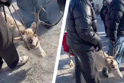 Гости Масленицы в Сухобузимском защищали оленя от жестокости