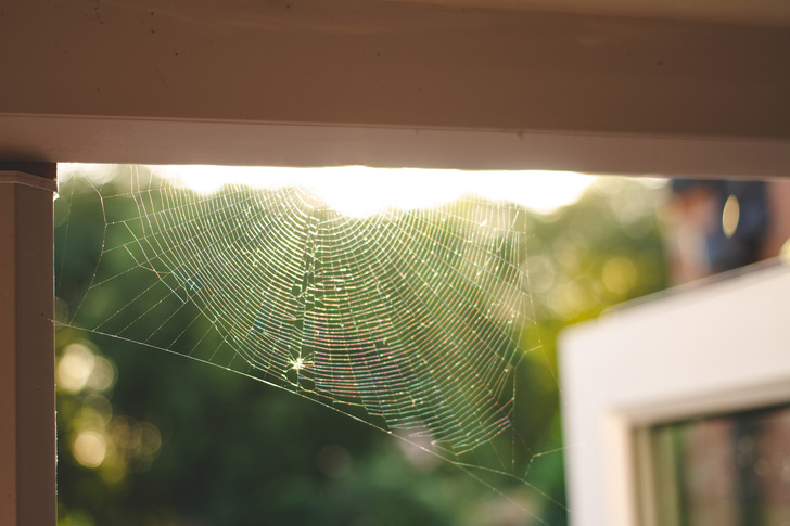 Почему в доме много пауков: 6 причин