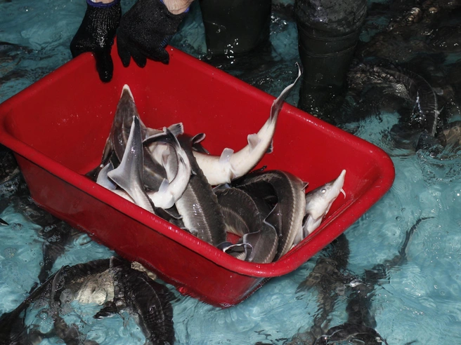 Стерлядь стандартного размера является наиболее ходовым товаром на рынке. | nsk54.online