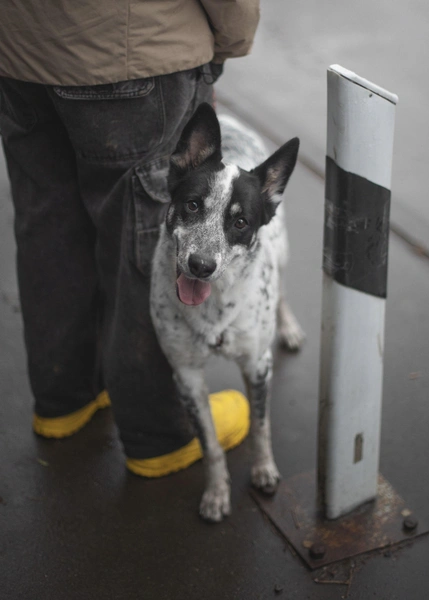 Источник: приют «Бирюлево»