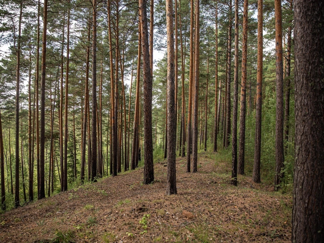 Пропажа произошла в Тогучинском районе 9 сентября. | nsk54.online