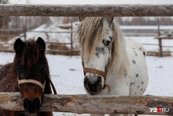 Источник: Ирина Шарова / 72.RU