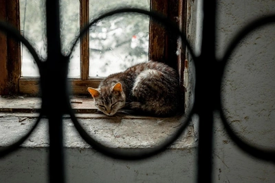 Минстрой разъяснил правила содержания кошек в подвалах