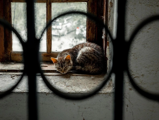 Кот, который живет в подвале. Где ставить запятую: оставить невозможно выгнать | Источник: Наталья Лапцевич / 74.RU