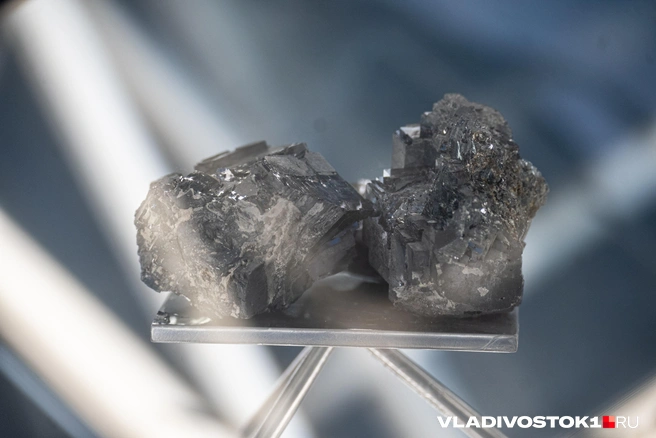 Источник: Елена Буйвол / VLADIVOSTOK1.RU