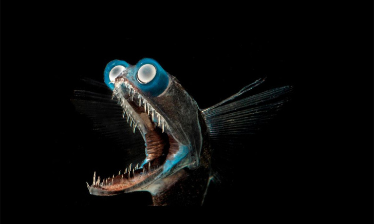Кошмарная галлюцинация: как живет глубоководная рыба-телескоп