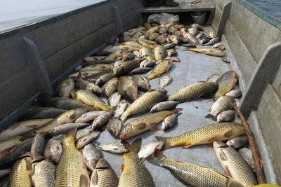 Риск утраты: запрет промысла частиковых рыб в Азовском море