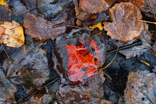 Некоторые листочки окончательно теряют свою красоту | Источник: Рамиль Нуриев / Vk.com