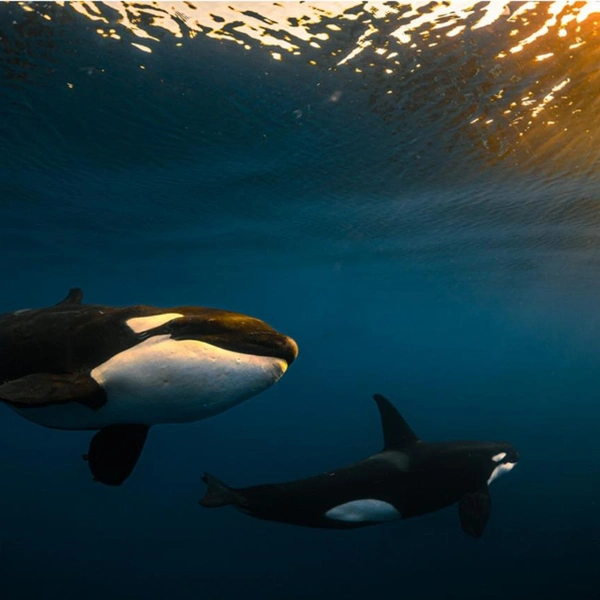 Финалист в номинации «Подводная съемка» | Источник: Jose Luis Gonzalez Guerra / 1839 Awards Photographer of the Year 2025