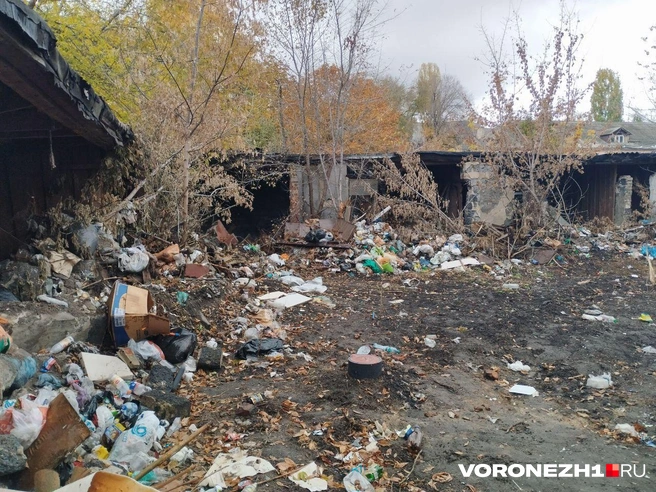 Источник: Дмитрий Волгин / Voronezh1.ru