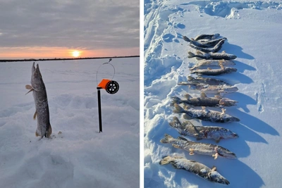 Omsk fishermen catch over a dozen large pike