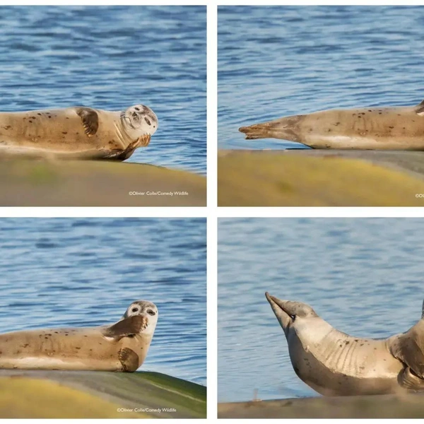 Источник: Comedy Wildlife Photography Awards