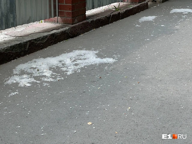 Тополиный пух будет летать по городу еще неделю-полторы | Источник: Анастасия Якупова / E1.RU