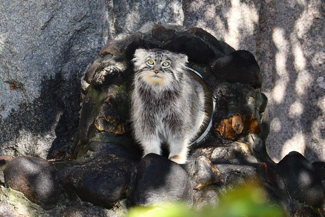 Источник: Московский зоопарк 