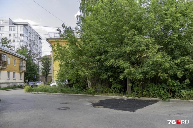 В этих зарослях и бегают котята | Источник: Кирилл Поверинов / 76.RU