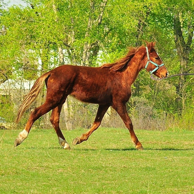 Лошадь 3 месяца