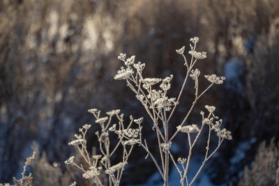 В Воронежскую область придут морозы до -9 градусов