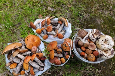 Архангелогородка показала грибной урожай и рассказала, где искать
