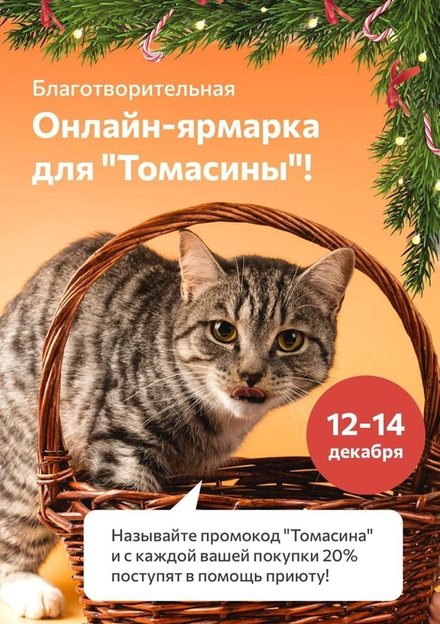 Источник: «Частный приют для кошек „Томасина“» / Telegram