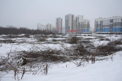 Construction Starts on Forest Plot in Akademichesky