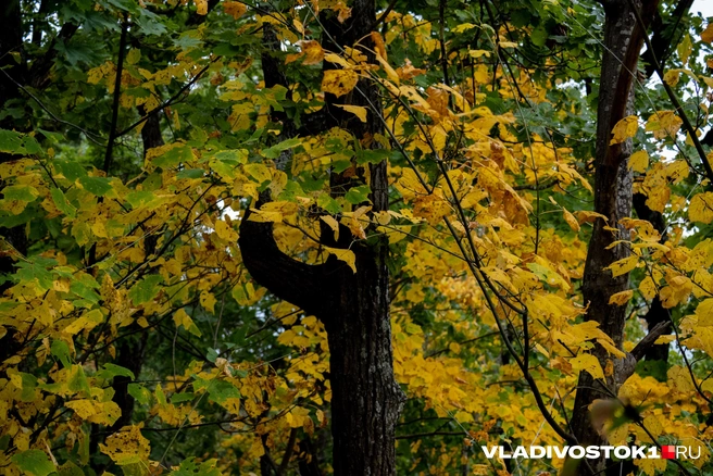Источник: Елена Буйвол / VLADIVOSTOK1.RU