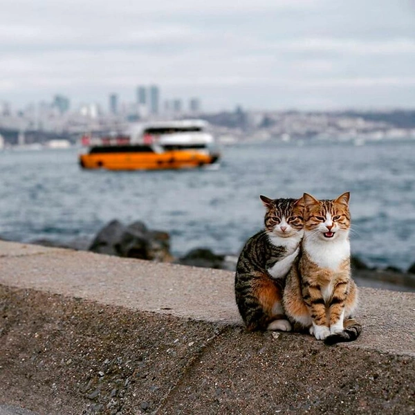 Источник: istanbulcatsofficial