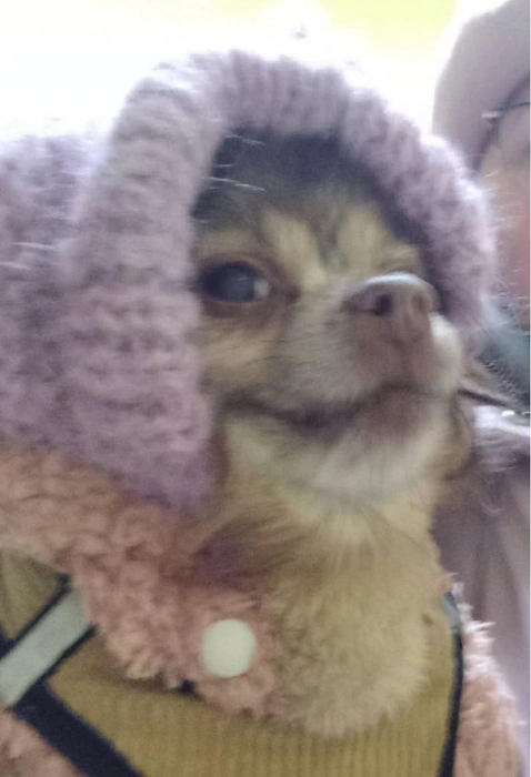 А эта собачка выходила на улицу, сидя на руках&nbsp;— кажется, это был ее план | Источник: читательница НГС 